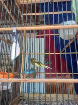 KENARI YOKSHARE FOI RING 24