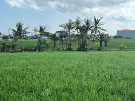 Disewakan tanah 2200 m2 dkt pantai lima Munggu Badung Bali