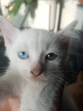 Kitten anggora putih