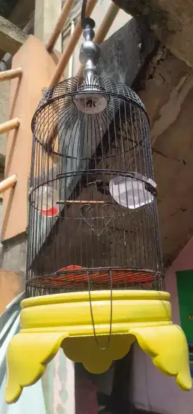 Burung kolibri ninja bunyi rawatan konin FS