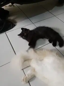 kucing persiaa kitten