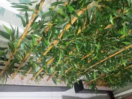 JUAL MURAH Tanaman hias