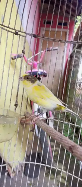 Burung kenari paud af