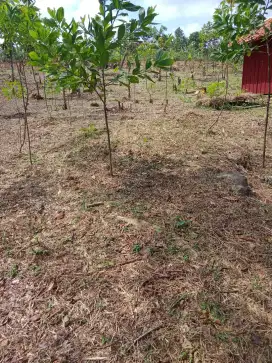 Di jual tanah di sukamakmur luas 1000m hrg 125rb/m