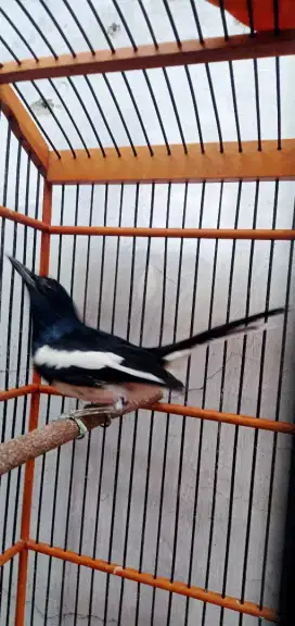 Burung Kacer Jantan langkat