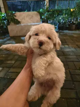 Dijual Anjing Maltipoo start 1 jutaan