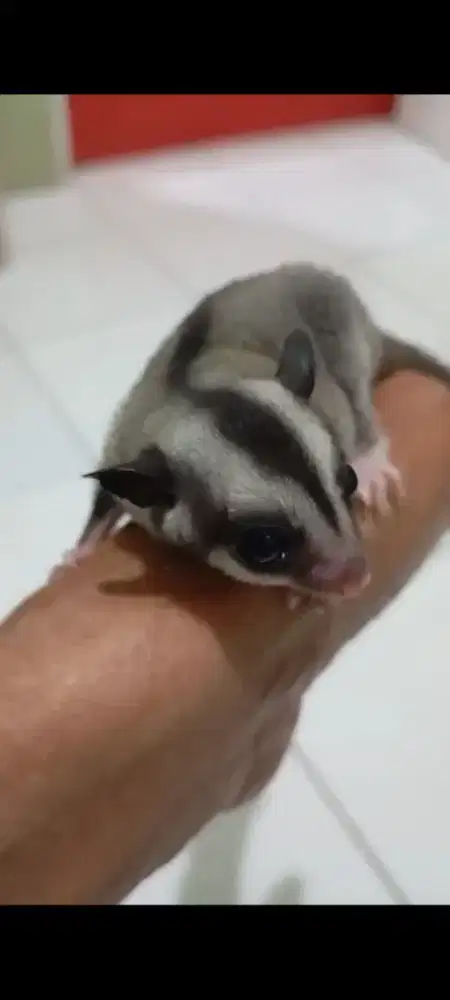 Sugargluder classic grey betina joey