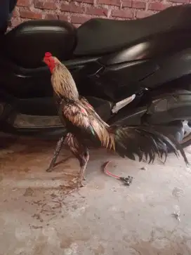 Ayam Pama lq pakhoy win 3 x ada pukul ko nya Monggo murah vidio ok