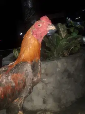 Ayam blasteran kampung dan bangkok