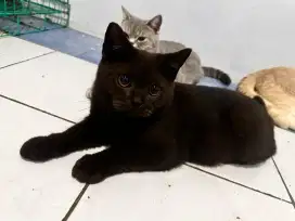 Kucing BSH British Short Hair