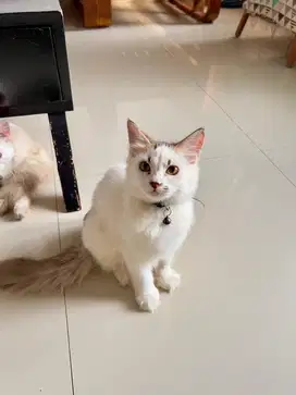 KUCING KITTEN ANGGORA