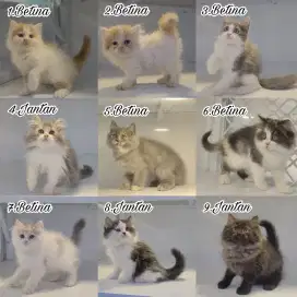 Kitten persia himalaya ragdollunchkin bsh super lucu