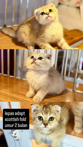 kucing scottish fold golden umur 2 bulan