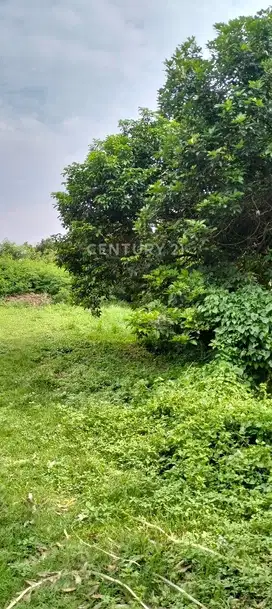Kavling Bagus Kp. Pedurenan CIMANGGIS DEPOK