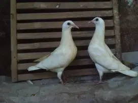 Sepasang anak merpati pos putih polos