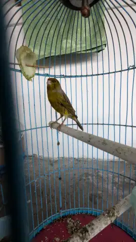 Burung kenari gacor loper