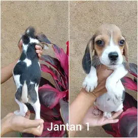 Termurah beagle puppies