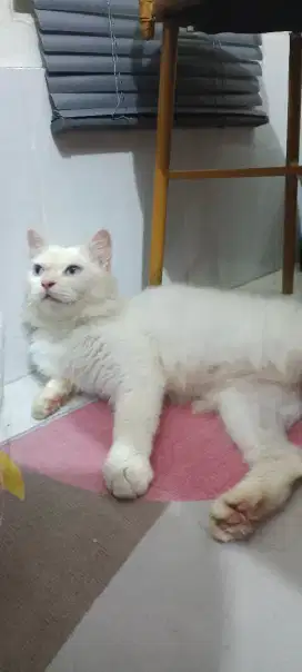 PERSIA BETINA LINCAH GANTI PAKAN AJA