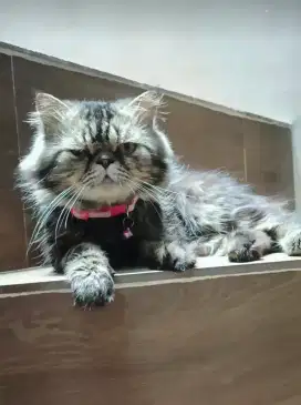 PEAKNOSE JANTAN DOYAN KAWIN