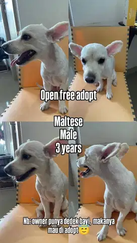 Open Adopt Free Anjing Maltese