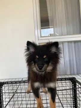 Minipom jantan hitam