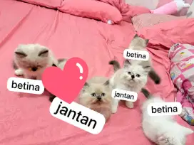 Kitten Ragdoll (Jantan dan Betina)