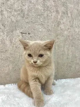 BRITISH SHORTHAIR LILAC