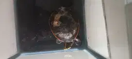 Kura kura damar dada merah indukan