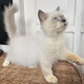 Kucing Persia Himalaya Jantan