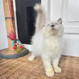 Kucing Persia Jantan