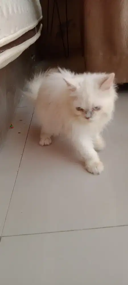Kitten Persia Longhair