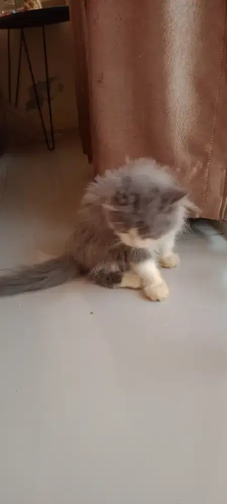 Kucing Kitten Persia