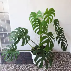 Tanaman Hias Monstera Deliciosa