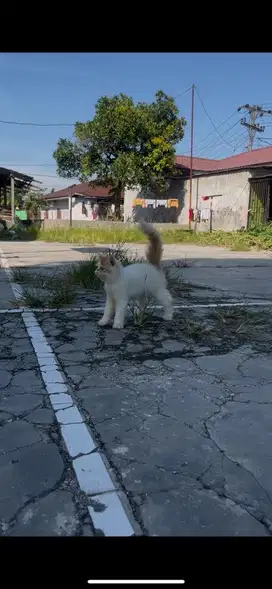 persia peaknose 4 bulan betina