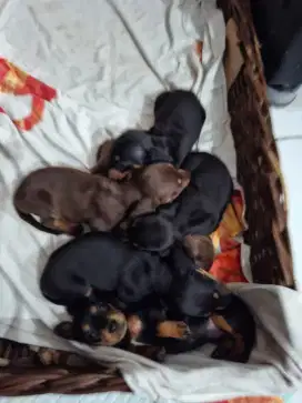 Open Adoption Anak Anjing Tekel (daschund)