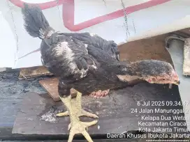 Anak ayam bangkok bukan pelung kampung