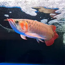 ARWANA SUPER RED F3 Size 40cm UP