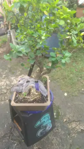 Borongan 10 pohon bonsai dan bahan borongan
