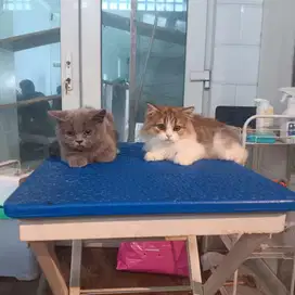 Kucing british shorthair and longhair jantan 4 bln vaksin