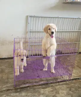 Golden Retriever Male Female 2 Bulan Bloodline Champion Super Big Bone