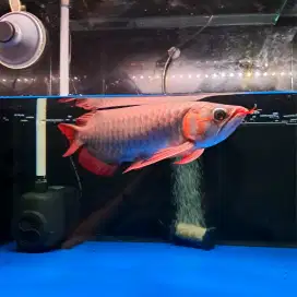 ARWANA SUPER RED F3 Spek Josss