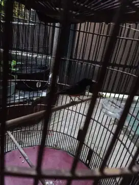 Murai Medan deker Gacor