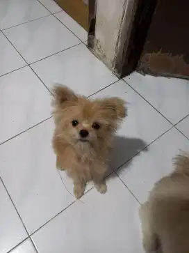 ANJING ANAKAN SHITPOM