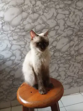 himalaya adopsi kucing