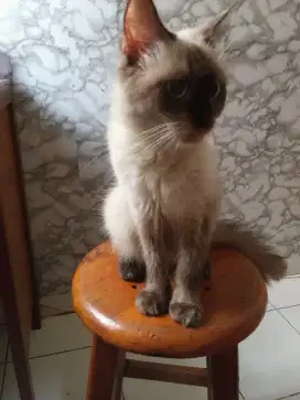 kucing himalaya - persia