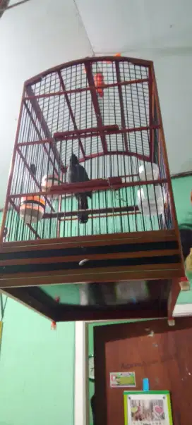 Poksay pipi hitam