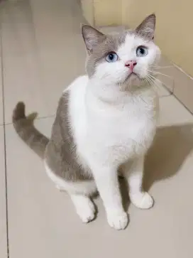 Kucing British Short Hair (BSH) Bicolor Lilac