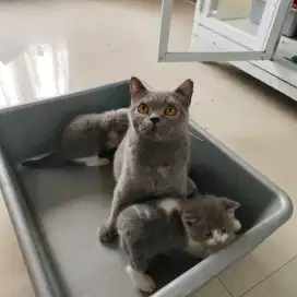 Kucing British Short Hair (BSH) Blue Tortie