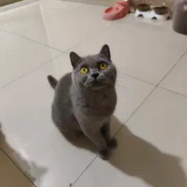Kucing British Short Hair (BSH) BLUE SOLID