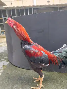 ayam Bangkok besar